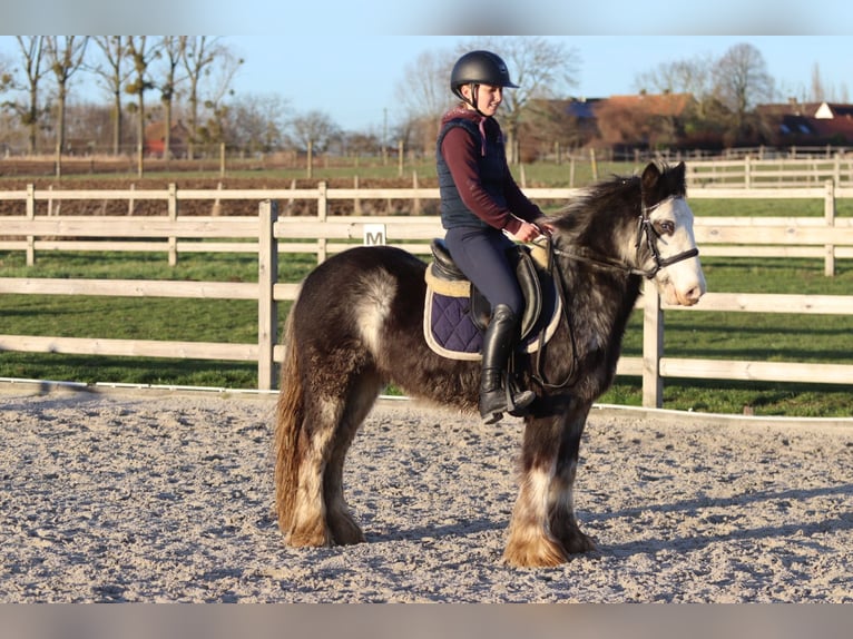 Tinker Wallach 4 Jahre 128 cm Dunalino in Pepingen