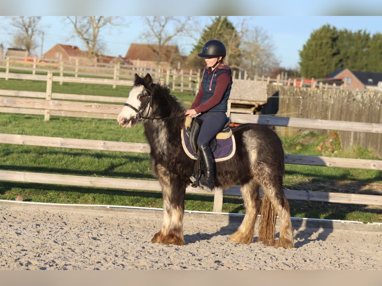 Tinker Wallach 4 Jahre 128 cm Dunalino in Pepingen
