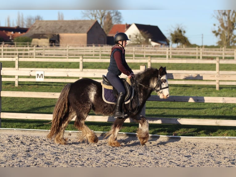 Tinker Wallach 4 Jahre 128 cm Dunalino in Pepingen