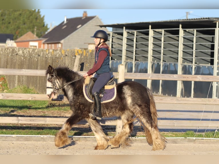 Tinker Wallach 4 Jahre 128 cm Dunalino in Pepingen