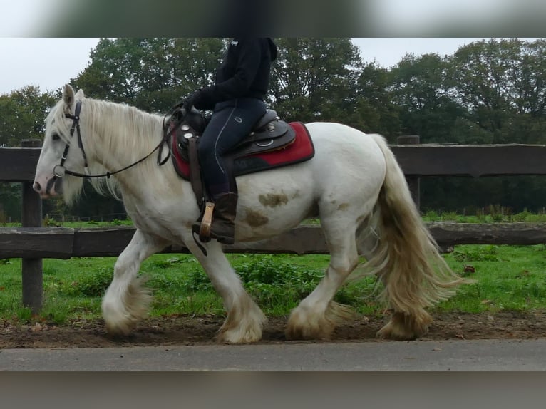 Tinker Wallach 4 Jahre 129 cm Champagne in Lathen