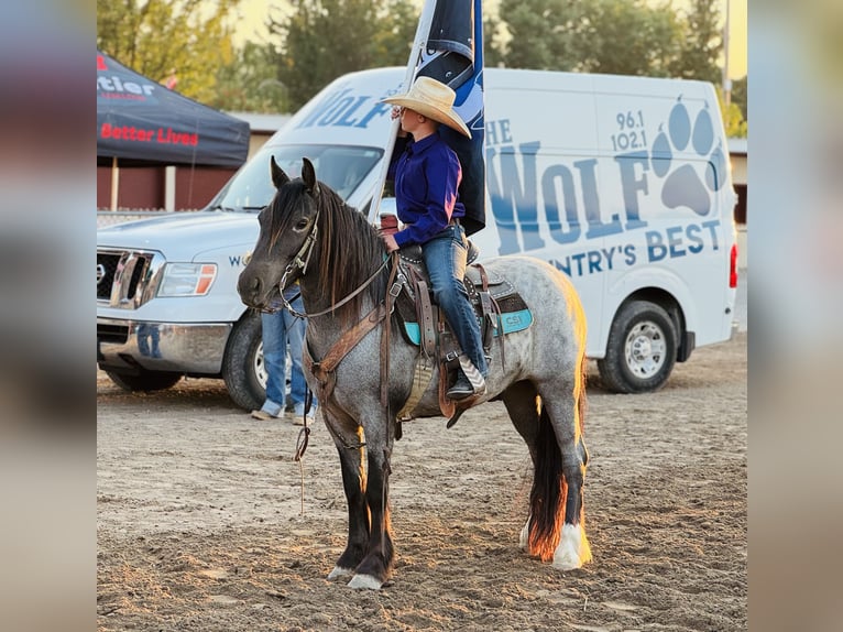 Tinker Mix Wallach 4 Jahre 130 cm Roan-Blue in Rigby, ID