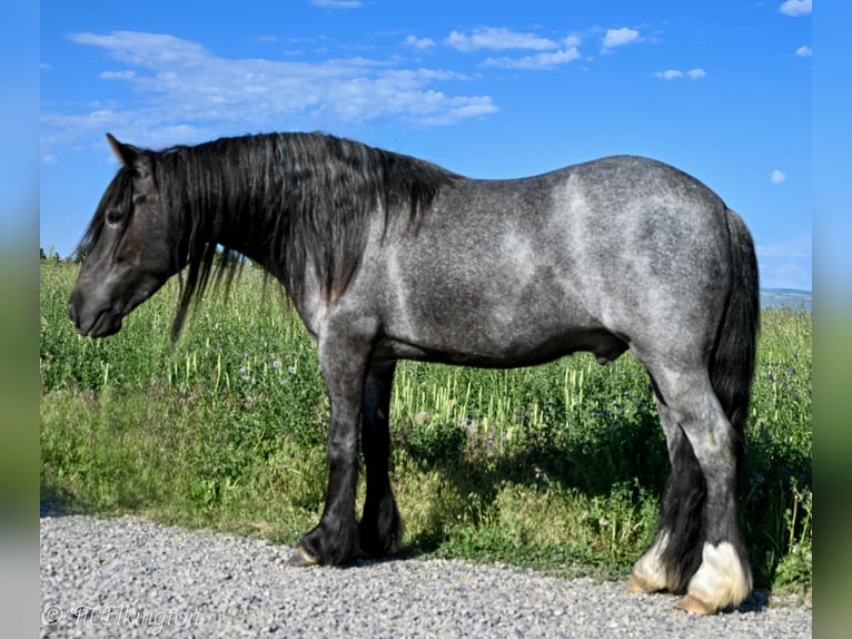 Tinker Mix Wallach 4 Jahre 130 cm Roan-Blue in Rigby, ID