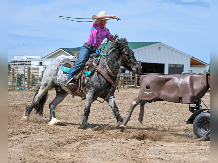 Tinker Mix Wallach 4 Jahre 130 cm Roan-Blue in Rigby, ID