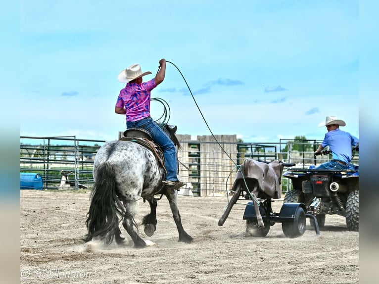 Tinker Mix Wallach 4 Jahre 130 cm Roan-Blue in Rigby, ID