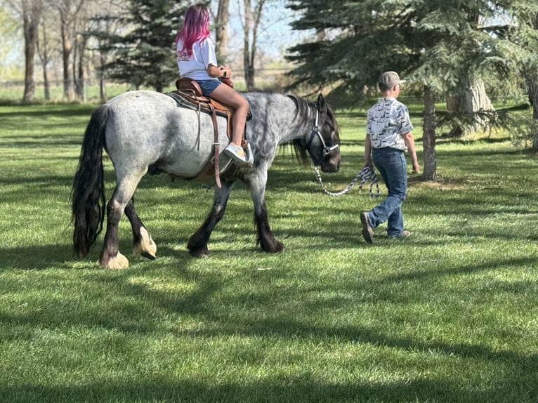 Tinker Mix Wallach 4 Jahre 130 cm Roan-Blue in Rigby, ID