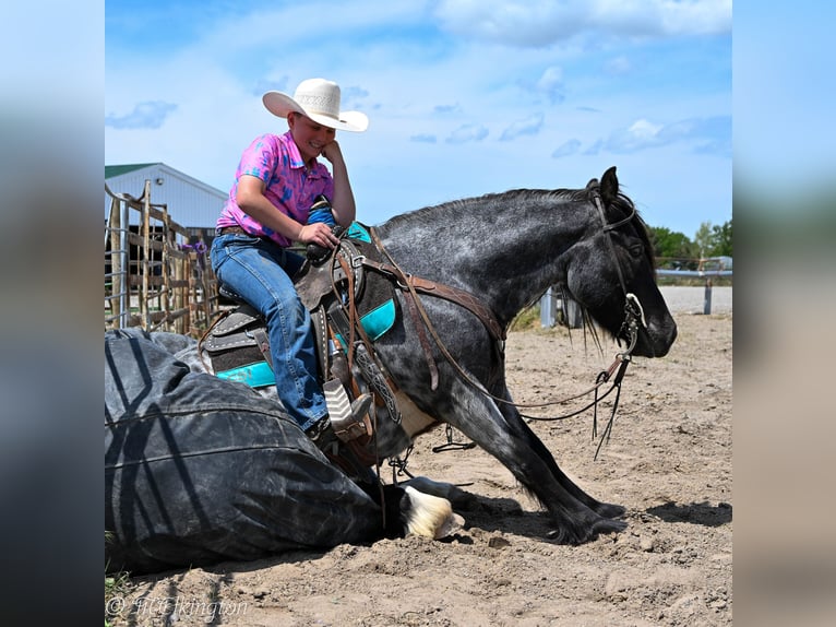 Tinker Mix Wallach 4 Jahre 130 cm Roan-Blue in Rigby, ID