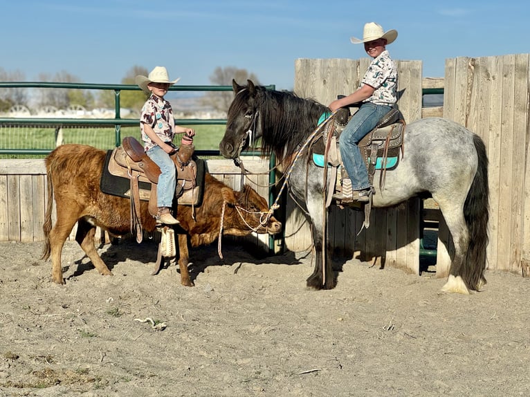 Tinker Mix Wallach 4 Jahre 130 cm Roan-Blue in Rigby, ID