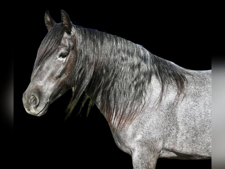 Tinker Mix Wallach 4 Jahre 130 cm Roan-Blue in Rigby, ID