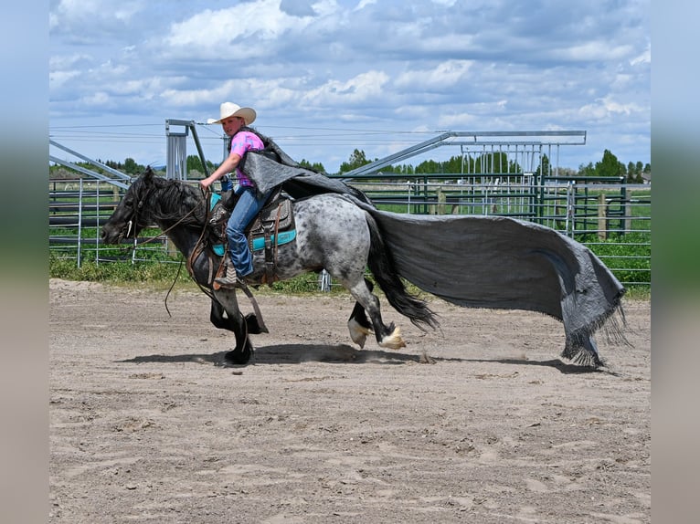 Tinker Mix Wallach 4 Jahre 130 cm Roan-Blue in Rigby, ID