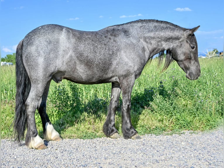 Tinker Mix Wallach 4 Jahre 130 cm Roan-Blue in Rigby, ID