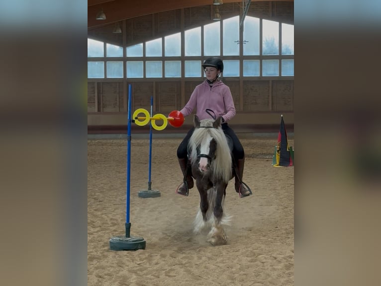 Tinker Wallach 4 Jahre 132 cm Dunkelfuchs in Achstetten