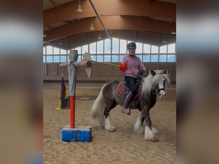 Tinker Wallach 4 Jahre 132 cm Dunkelfuchs in Achstetten