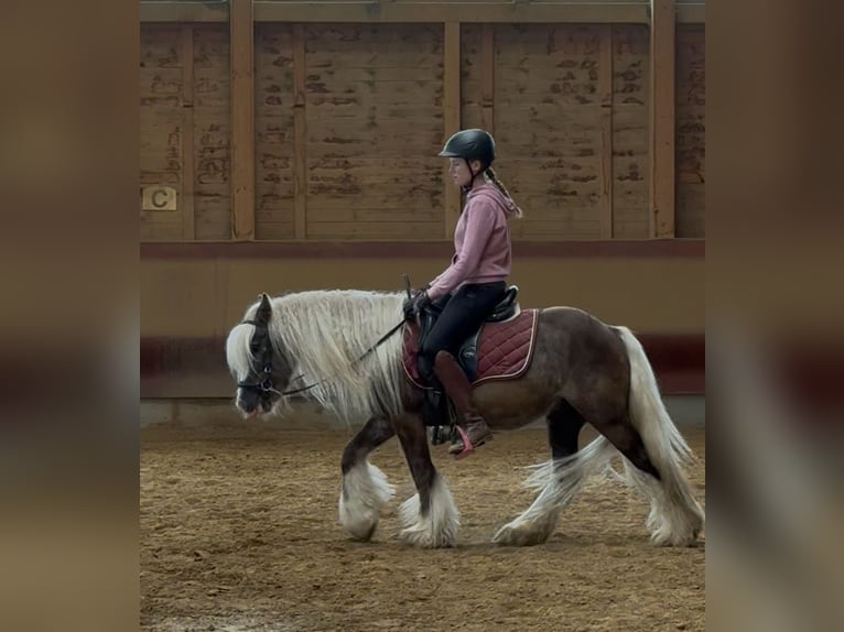 Tinker Wallach 4 Jahre 132 cm Dunkelfuchs in Achstetten