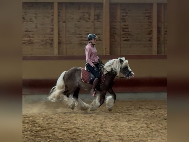 Tinker Wallach 4 Jahre 132 cm Dunkelfuchs in Achstetten