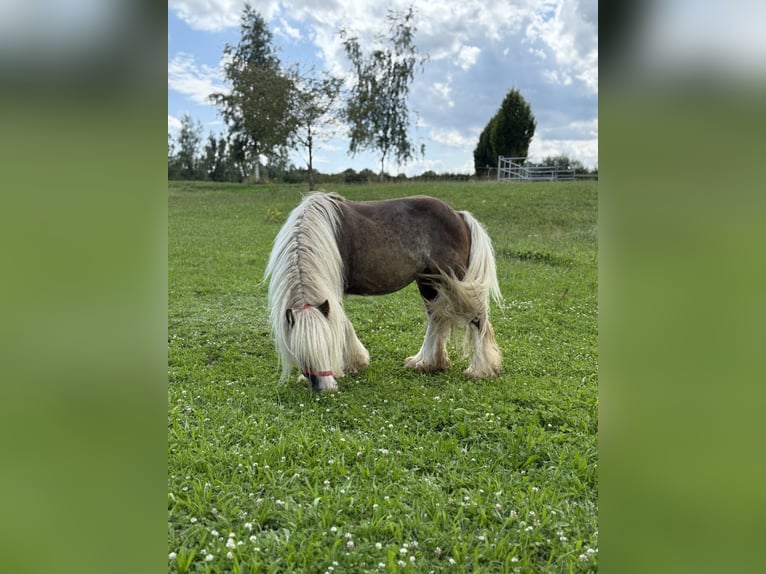 Tinker Wallach 4 Jahre 132 cm Dunkelfuchs in Achstetten