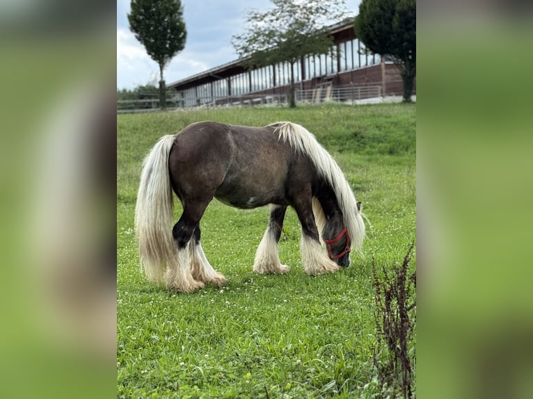 Tinker Wallach 4 Jahre 132 cm Dunkelfuchs in Achstetten