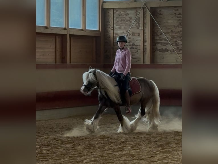 Tinker Wallach 4 Jahre 132 cm Dunkelfuchs in Achstetten