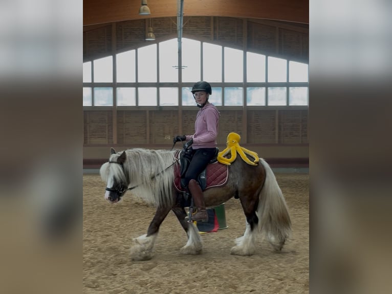 Tinker Wallach 4 Jahre 132 cm Dunkelfuchs in Achstetten