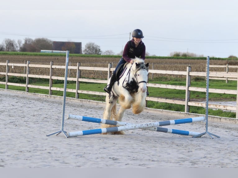 Tinker Wallach 4 Jahre 132 cm Schecke in Bogaarden