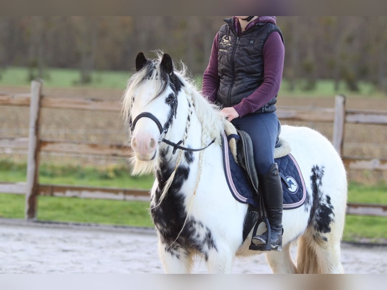 Tinker Wallach 4 Jahre 132 cm Schecke in Bogaarden