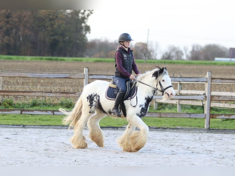 Tinker Wallach 4 Jahre 132 cm Schecke in Bogaarden