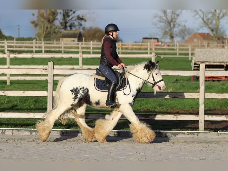 Tinker Wallach 4 Jahre 132 cm Schecke in Bogaarden