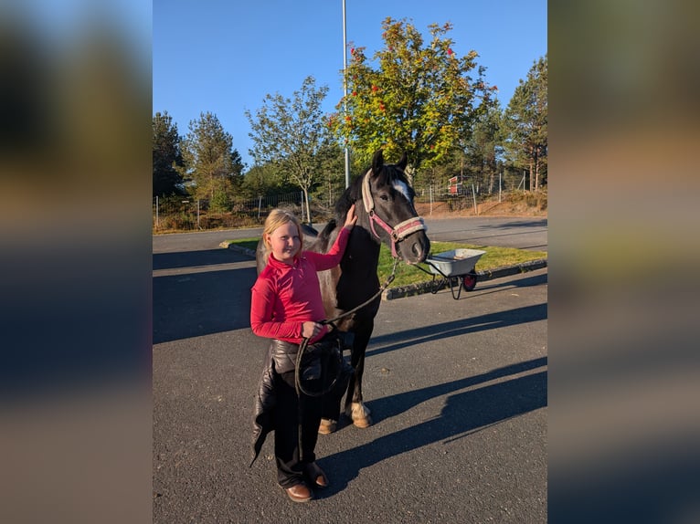 Tinker Wallach 4 Jahre 133 cm Rappe in Ulricehamn