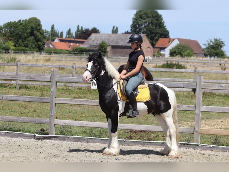 Tinker Wallach 4 Jahre 133 cm Schecke in Pepingen
