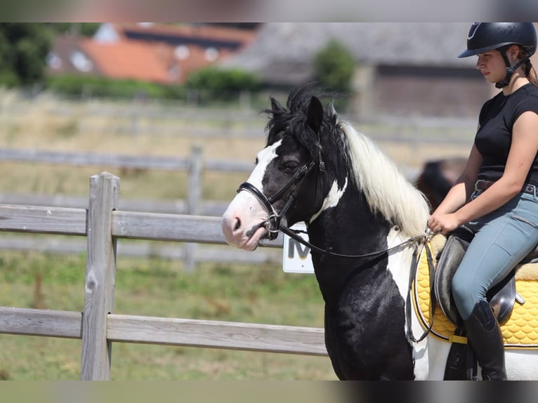 Tinker Wallach 4 Jahre 133 cm Schecke in Pepingen