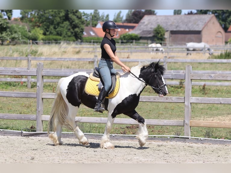 Tinker Wallach 4 Jahre 133 cm Schecke in Pepingen