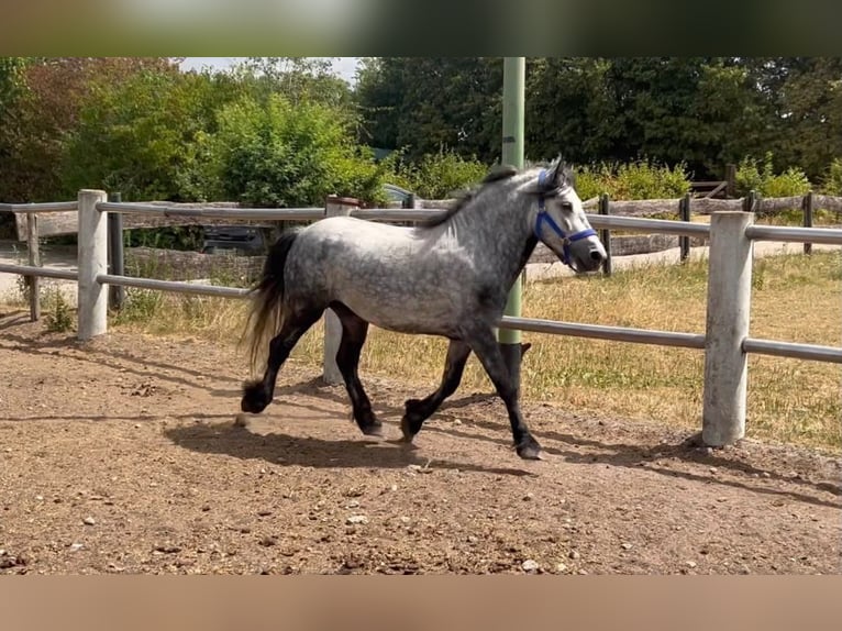 Tinker Mix Wallach 4 Jahre 135 cm Apfelschimmel in Wegberg