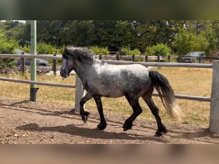 Tinker Mix Wallach 4 Jahre 135 cm Apfelschimmel in Wegberg