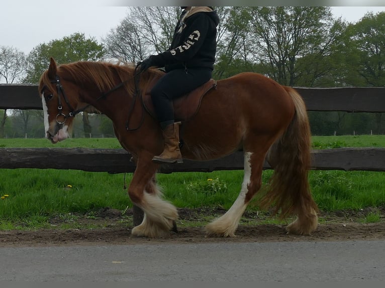 Tinker Wallach 4 Jahre 135 cm Fuchs in Lathen