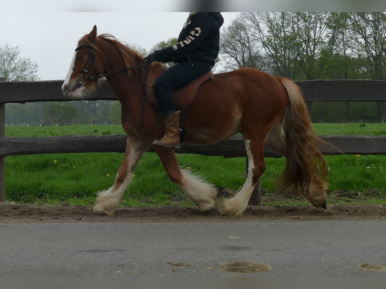 Tinker Wallach 4 Jahre 135 cm Fuchs in Lathen