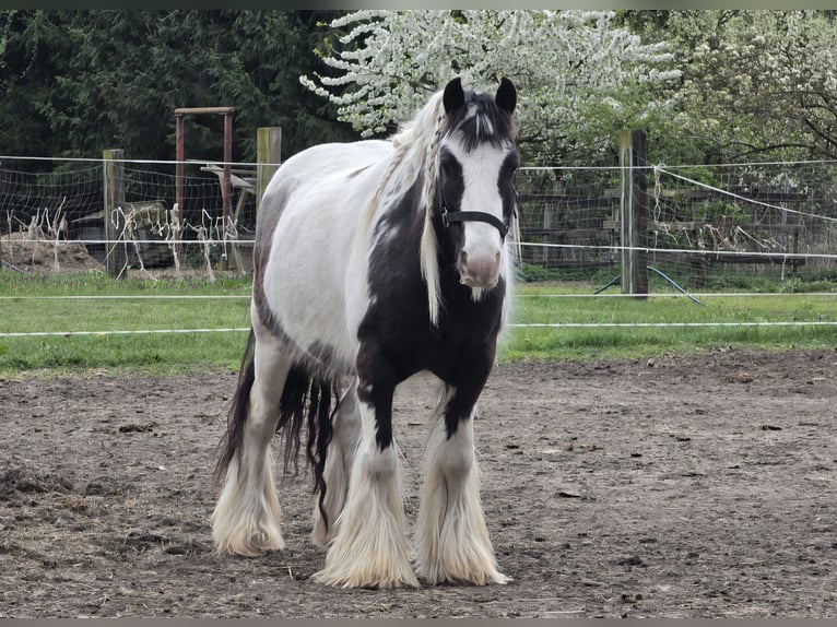 Tinker Wallach 4 Jahre 136 cm Schecke in Coswig