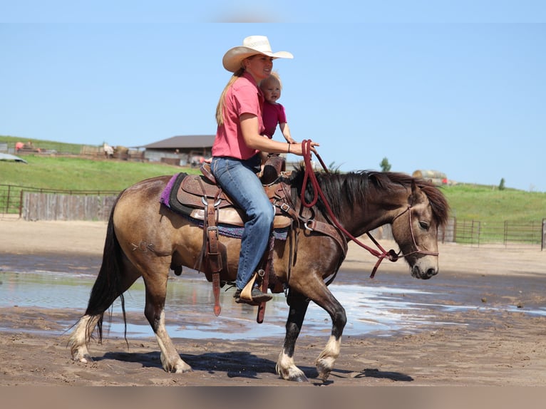 Tinker Mix Wallach 4 Jahre 137 cm Buckskin in Thedford