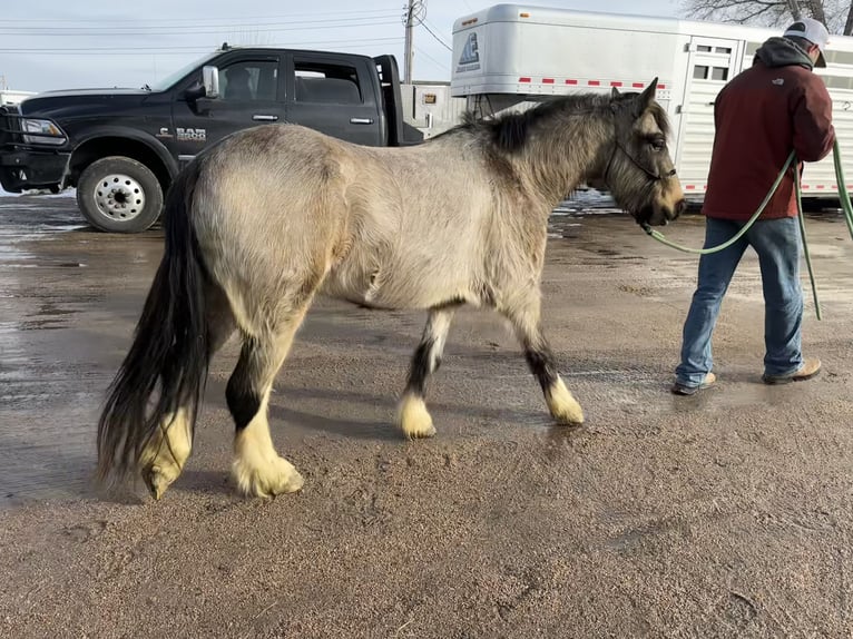 Tinker Mix Wallach 4 Jahre 137 cm Buckskin in Thedford
