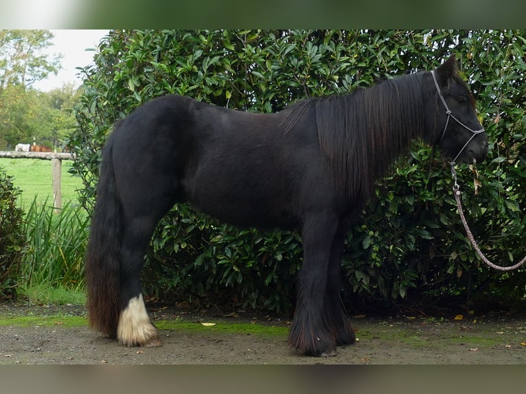 Tinker Wallach 4 Jahre 137 cm Rappe in Lathen