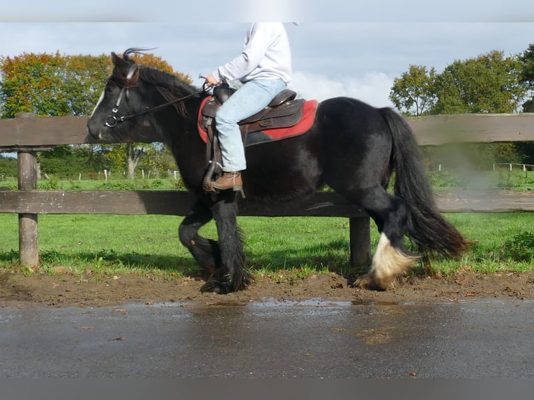 Tinker Wallach 4 Jahre 137 cm Rappe in Lathen