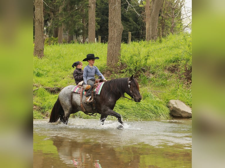 Tinker Mix Wallach 4 Jahre 137 cm Roan-Blue in Millersburg