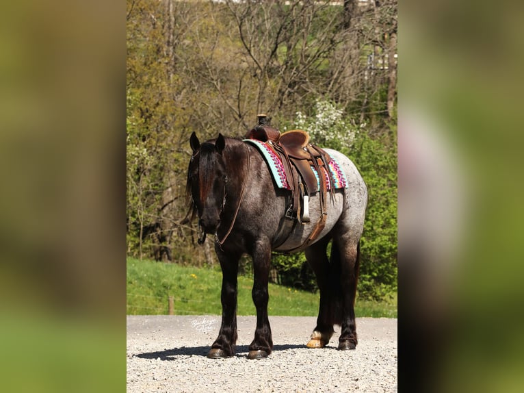 Tinker Mix Wallach 4 Jahre 137 cm Roan-Blue in Millersburg