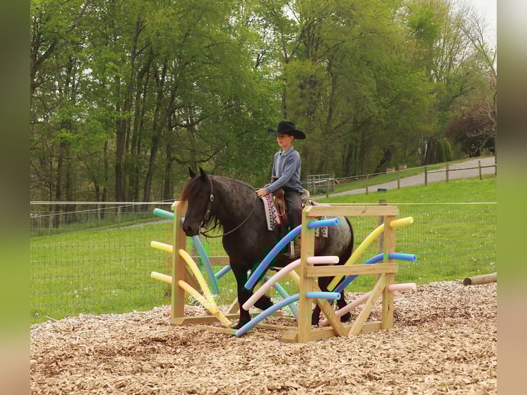Tinker Mix Wallach 4 Jahre 137 cm Roan-Blue in Millersburg