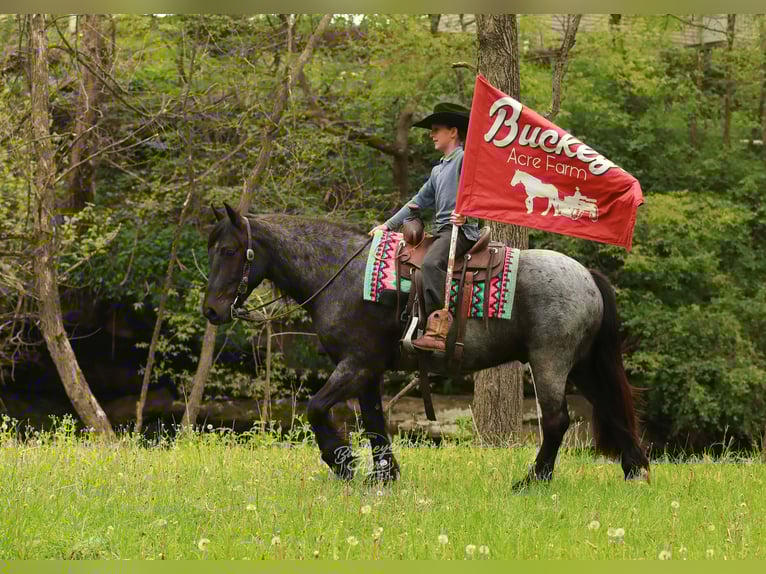 Tinker Mix Wallach 4 Jahre 137 cm Roan-Blue in Millersburg
