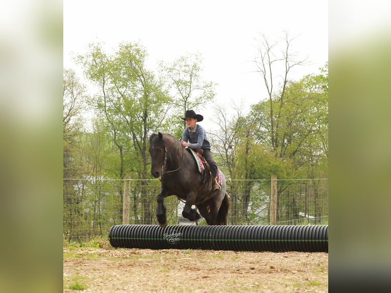 Tinker Mix Wallach 4 Jahre 137 cm Roan-Blue in Millersburg