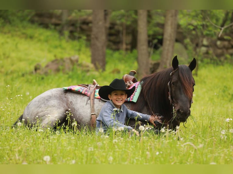 Tinker Mix Wallach 4 Jahre 137 cm Roan-Blue in Millersburg