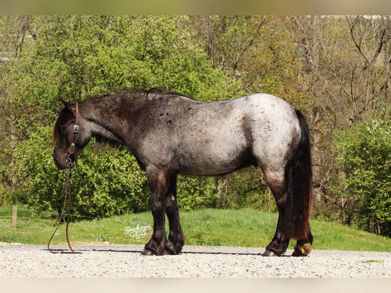Tinker Mix Wallach 4 Jahre 137 cm Roan-Blue in Millersburg