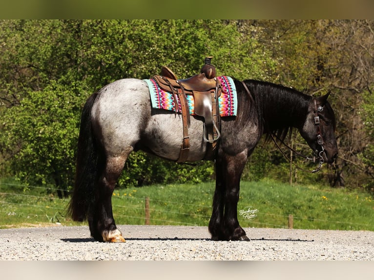 Tinker Mix Wallach 4 Jahre 137 cm Roan-Blue in Millersburg