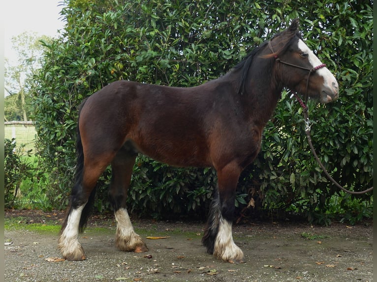 Tinker Wallach 4 Jahre 139 cm in Lathen
