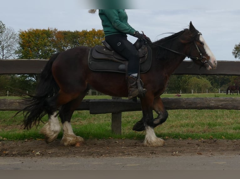 Tinker Wallach 4 Jahre 139 cm in Lathen
